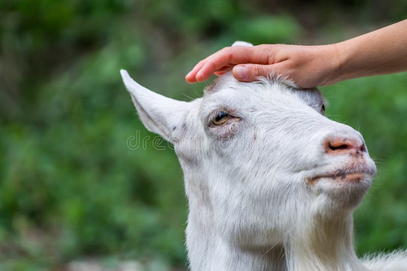 petting-goat-1.jpg