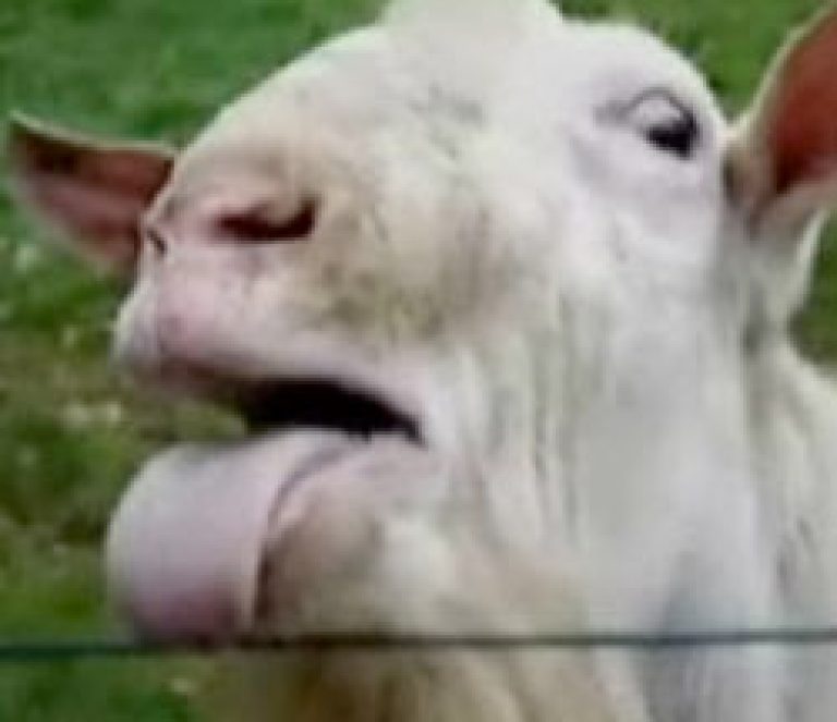 goat-lick.jpg