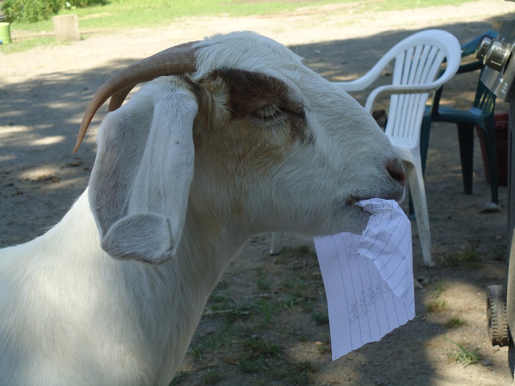 goat-paper.jpg